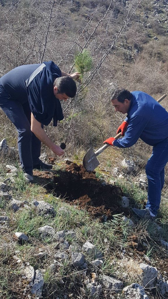 Mbjellja e 60 fidanëve të pishës — mars 2019