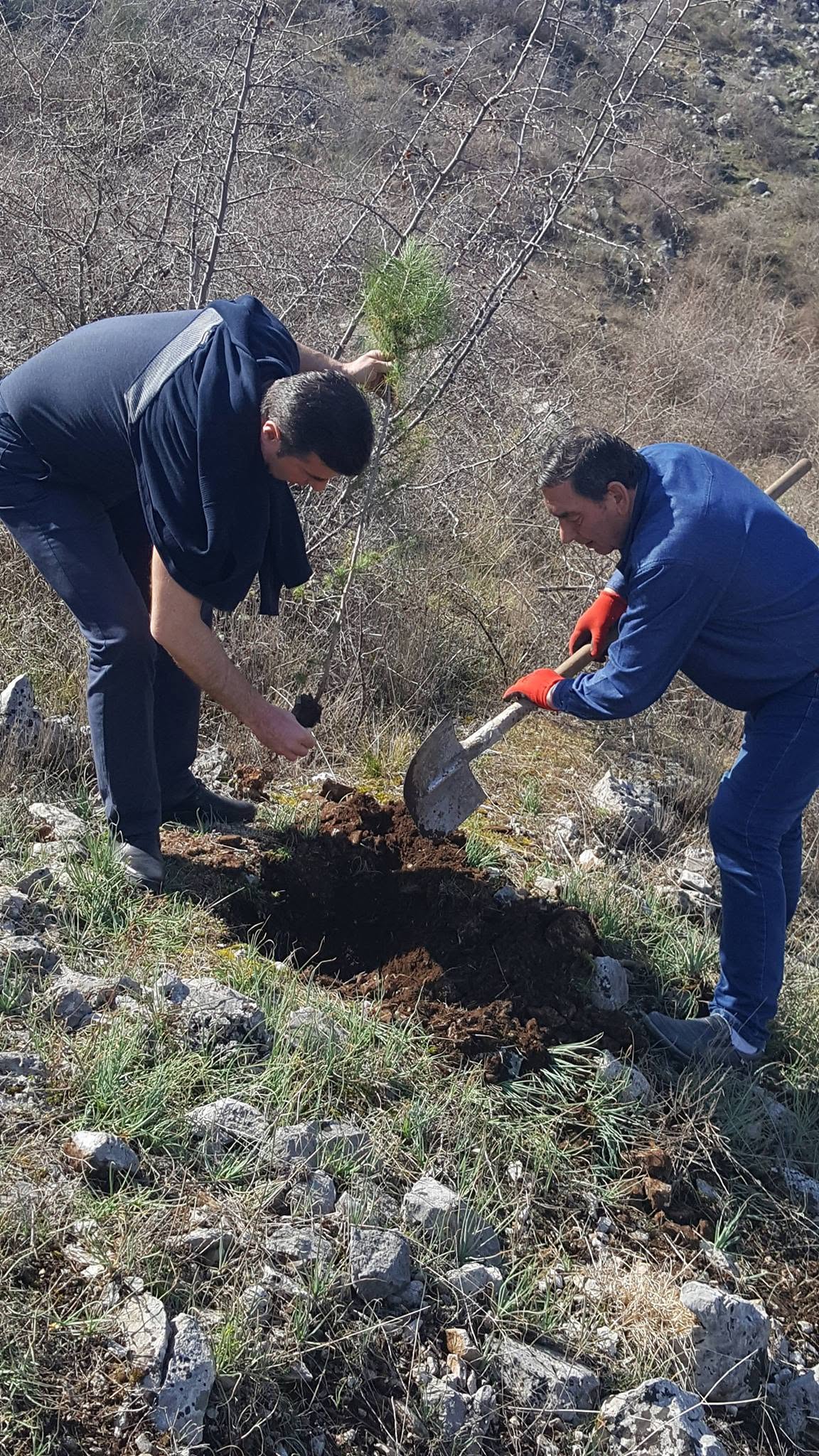 Mbjellja e 60 fidanëve të pishës — mars 2019