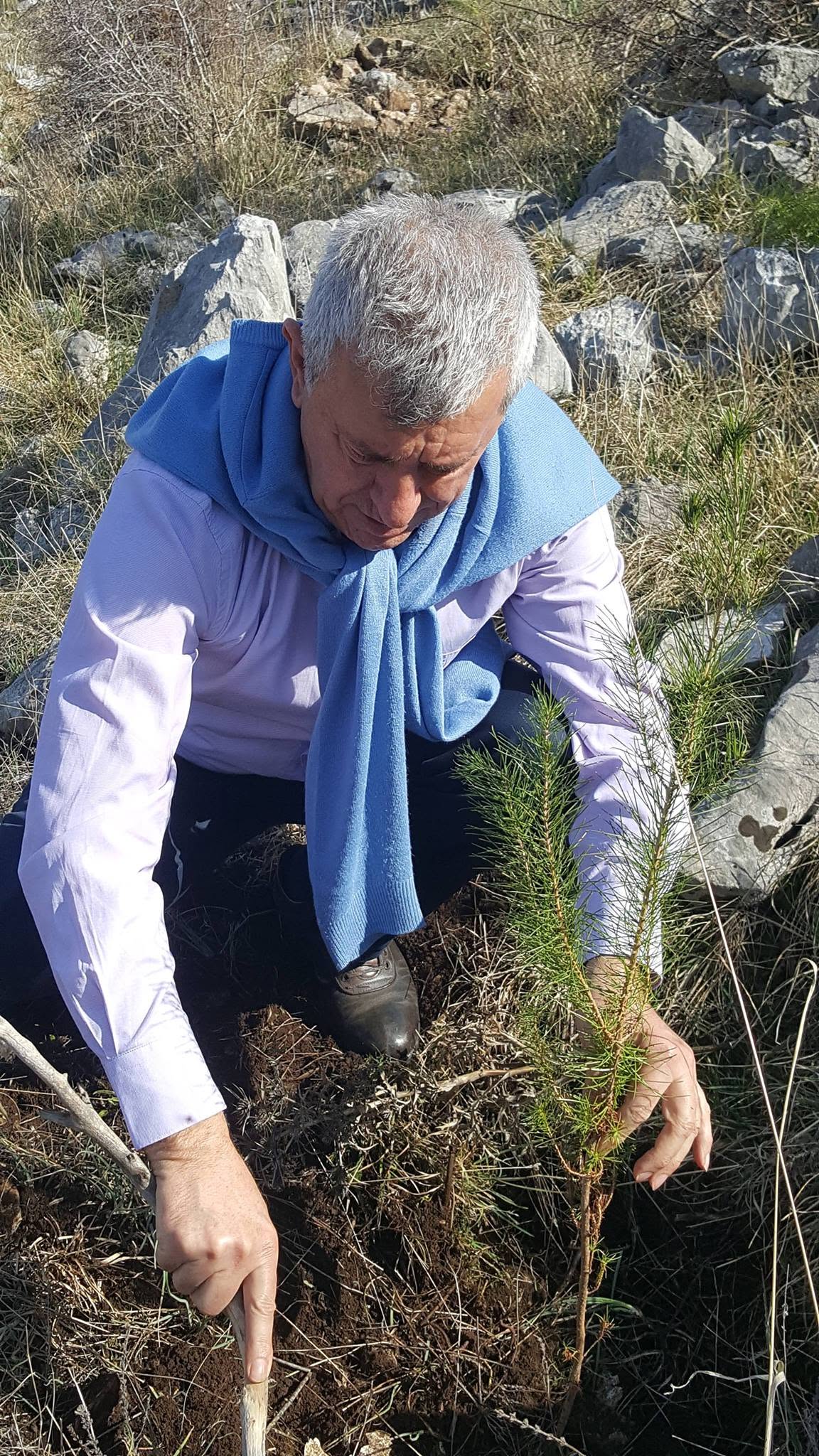 Mbjellja e 60 fidanëve të pishës — mars 2019