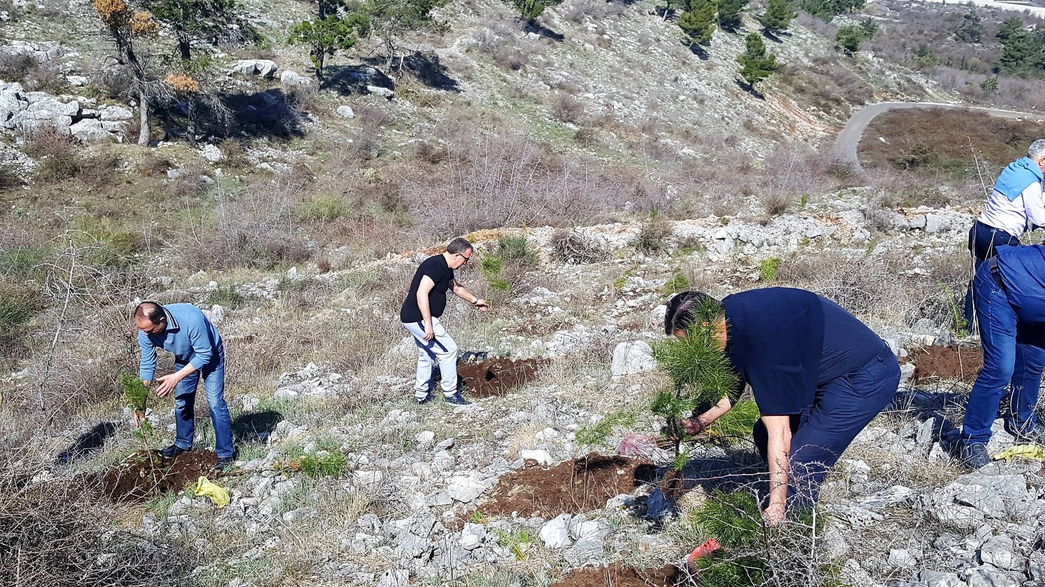 Mbjellja e 60 fidanëve të pishës — mars 2019