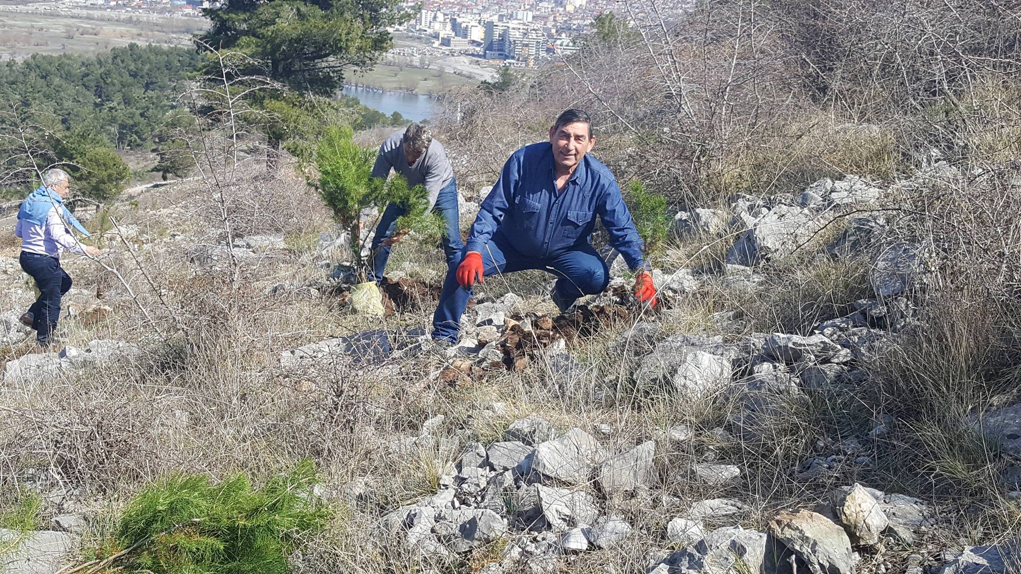 Mbjellja e 60 fidanëve të pishës — mars 2019